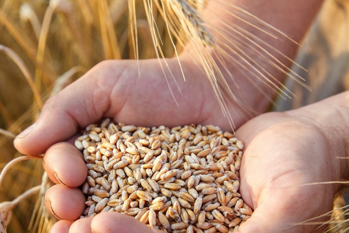 Budget 2023 आधी गव्हाच्या किंमती कमी करण्यासाठी मोदी सरकारचा मोठा प्लॅन