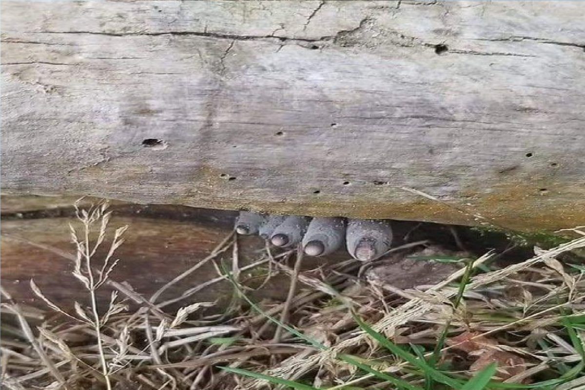 फोटोतील हा खतरनाक पंजा कुणाचा?