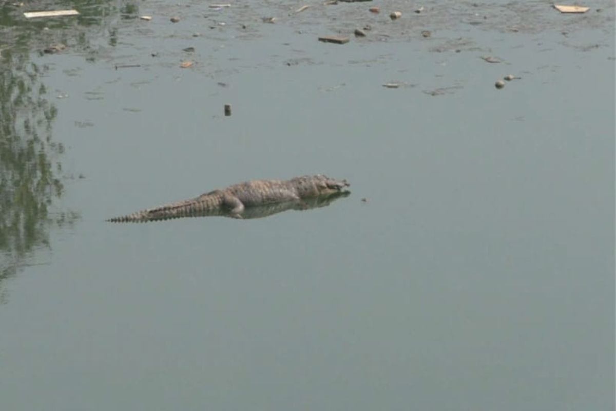काय होणार पर्यावरणाचं? कोकणातील जगबुडी नदीत प्रदूषणानं 2 मगरींचा अंत