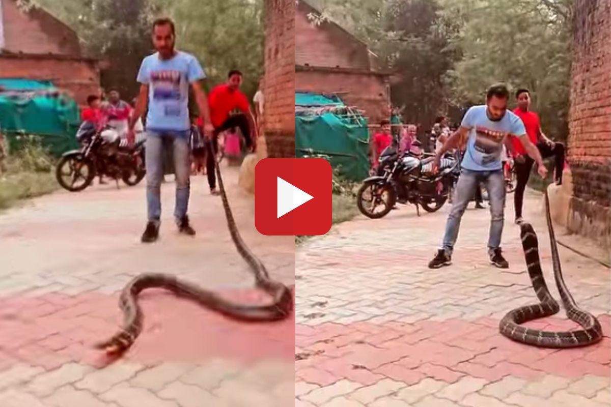 Viral video of king cobra attack on man see shocking video
