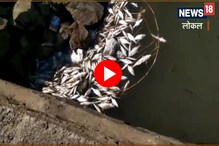 कृष्णा नदीपात्रात मृत माशांचा खच, सांगलीकरांचं आरोग्य धोक्यात, पाहा Video