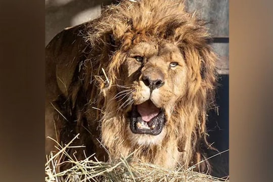 अरे देवा! जंगलाचा राजा विसरला डरकाळी फोडणं; कारण वाचून इमोशनल व्हाल!