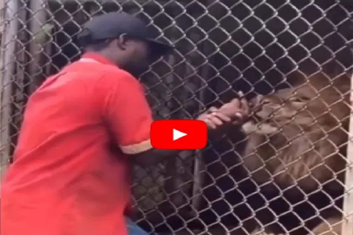 तरुणाने सिंहाच्या तोंडात टाकलं बोट आणि...