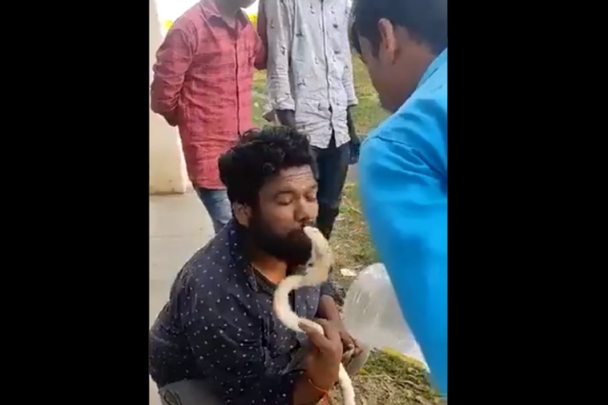 सापाला किस करणं तरुणाला महागात पडलं.