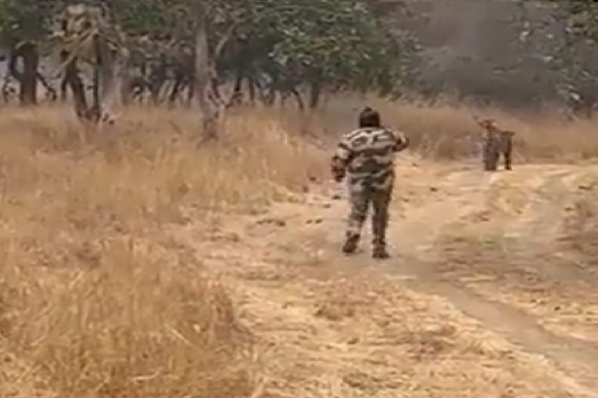 वाघाचा पाठलाग करणारी व्यक्ती. (फोटो सौजन्य - ट्विटर व्हिडीओ स्क्रिनशॉट)
