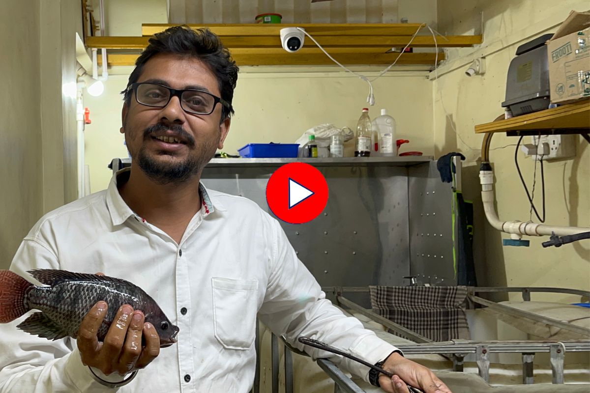 'त्या' घटनेनंतर सिव्हिल इंजिनिअरनं बदलली लाईन, कल्याणला पुरवतो फ्रेश मासे, Video