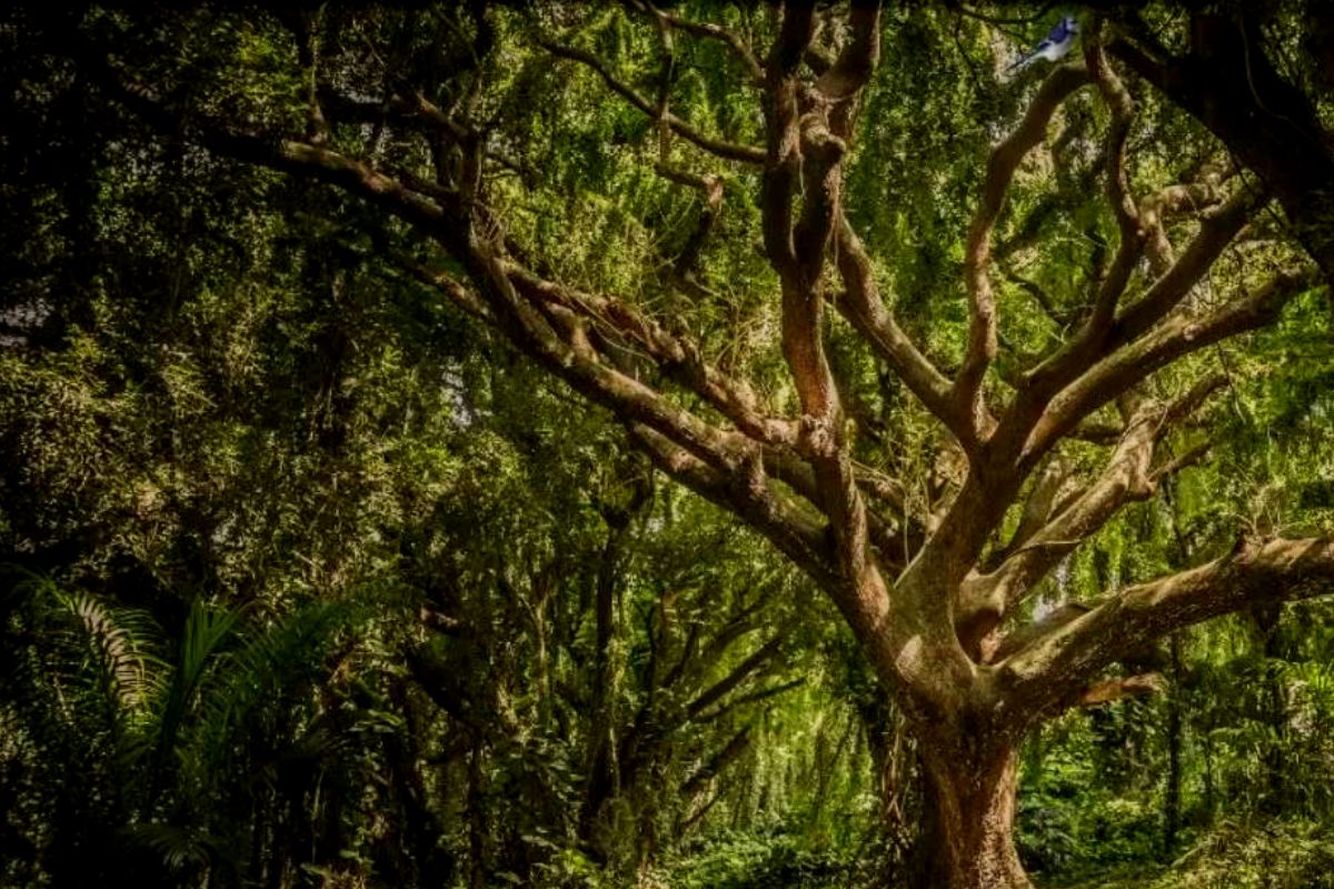 ऑप्टीकल इल्यूजन फोटो