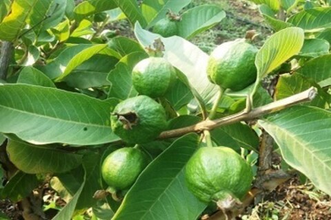 पेरूच्या शेतीमुळे 'तो' झाला कोट्यधीश; जाणून घ्या पेरू शेतीबद्दल सविस्तर माहिती