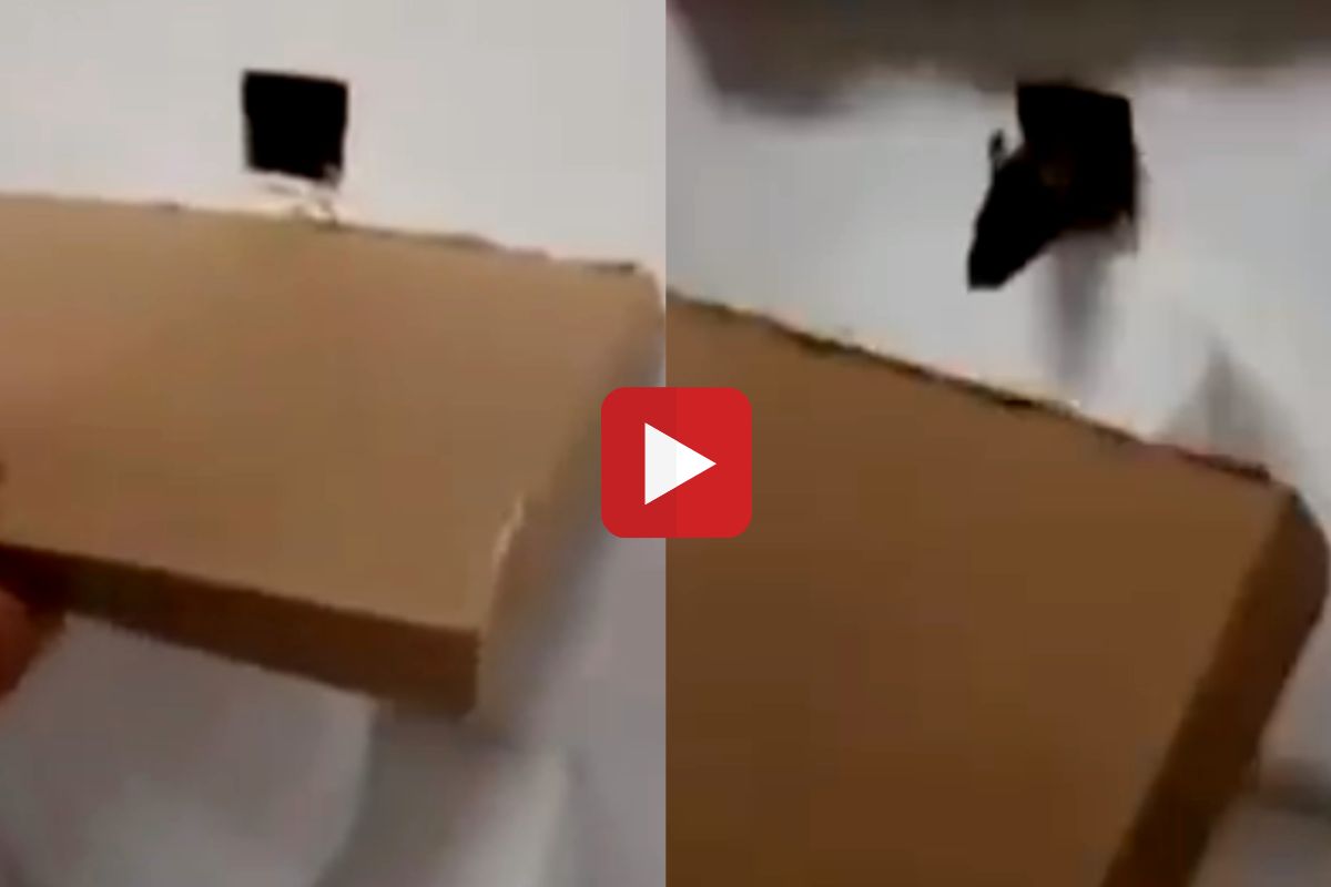 व्हायरल व्हिडीओ