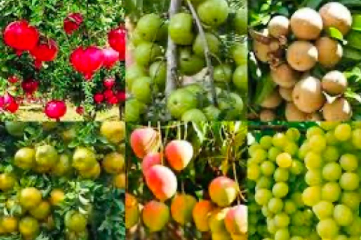 फळबाग लागवडीसाठी घ्या सरकारी योजनेचा फायदा, लगेच भरा अर्ज