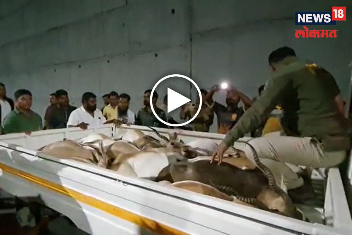 काळविटांचा अख्खा कळपच पुलावरुन कोसळला