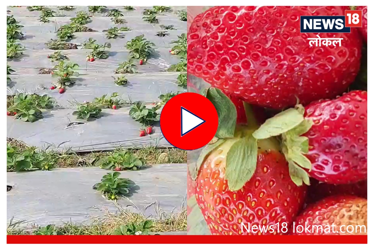 strawberry farming