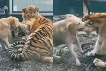 कुत्रा आणि वाघ भिडल्याचं पाहून पळाला सिंह; सोशल मीडियावर Video Viral