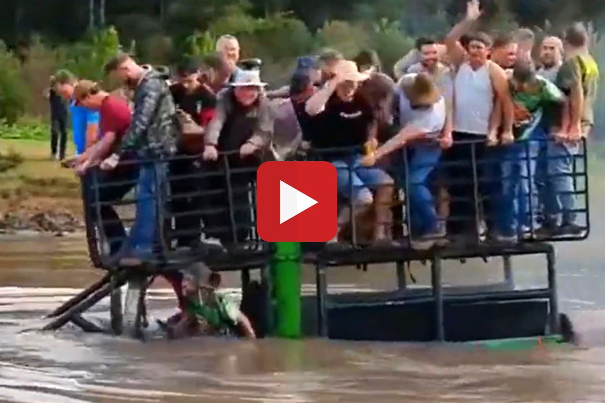 व्हायरल व्हिडीओ