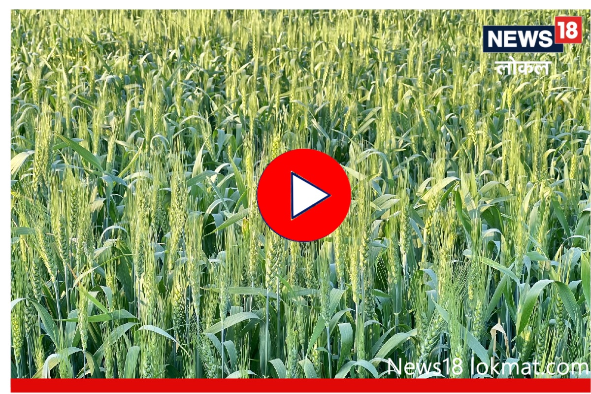Wheat Export : सोलापूर जिल्ह्यातल्या गव्हाची देखील होऊ शकते जगभर निर्यात! पाहा Video
