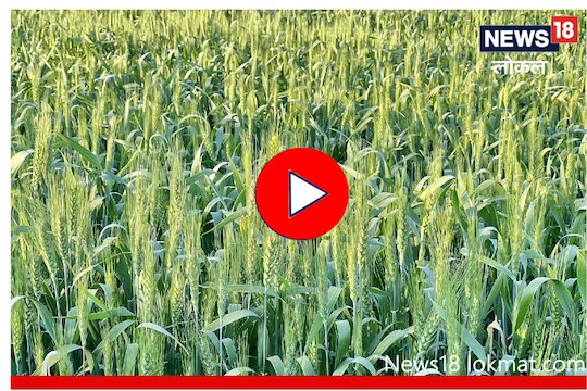 Wheat Export : सोलापूर जिल्ह्यातल्या गव्हाची देखील होऊ शकते जगभर निर्यात! पाहा Video