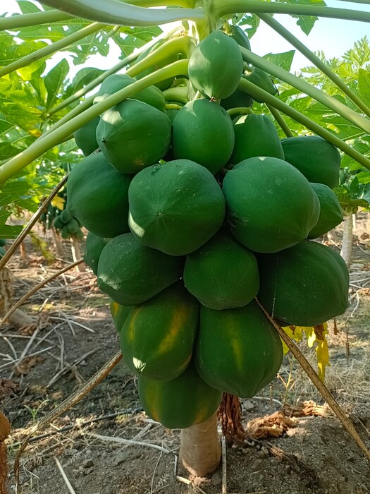 एकूण शेती मशागतीसाठी त्यांना 1 लाख रुपये खर्च आला. लागवडीच्या केवळ 9 महिन्यांच्या कालावधीनंतर पपईची फळे तोडणीसाठी परिपक्व झाली.