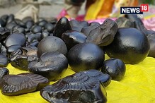 शाळिग्राम शिळेचे धार्मिक महत्त्व काय? अयोध्येत श्रीरामाच्या मूर्तीसाठी वापरणार शाळिग्राम शिळेचे धार्मिक महत्त्व काय? अयोध्येत श्रीरामाच्या मूर्तीसाठी वापरणार