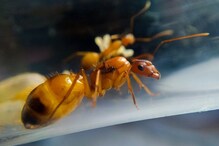 माणूस लवकरच दीर्घायुषी होणार? मुंग्यांवरील संशोधनाने आशेचा किरण