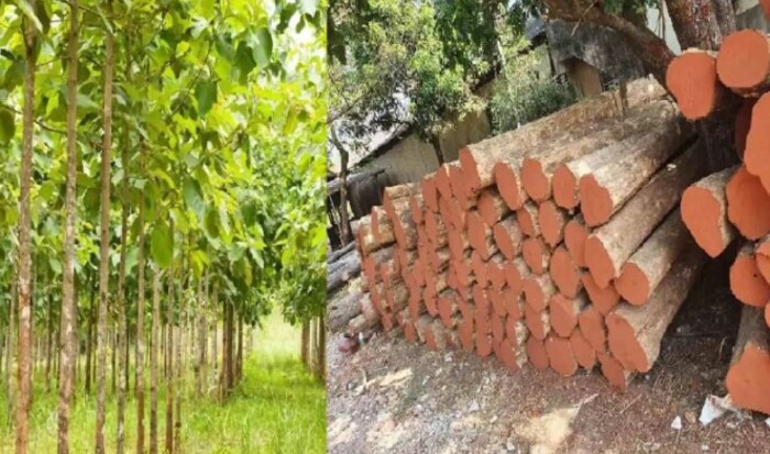 सागवानची झाडे लावण्यासाठी सात ते साडे सात इतका मातीचा पीएच उपयुक्त मानला जातो. जर तुम्ही या मातीत सागवानची लागवड केलीत तर झाडांची वाढ वेगाने होईल.