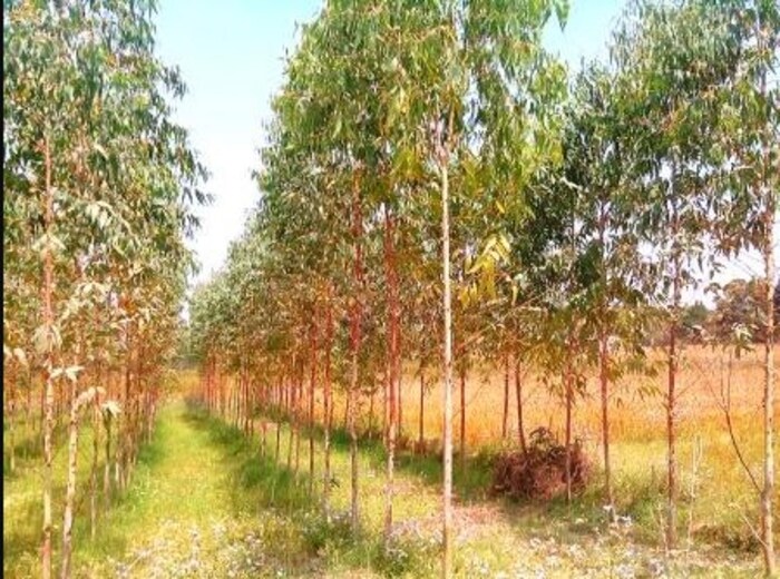 सागवानची लागवड केल्यानंतर त्यापासून उत्पन्न लगेच मिळत नाही. तीन वर्षांपर्यंत या झाडांची निगा राखण्याची गरज आहे. योग्य निगा राखल्यास त्यानंतर पुढच्या काळात या झाडांपासून शेतकऱ्याला फायदा मिळतो.