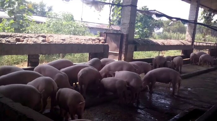नागेंद्र यांनी आपल्या बचतीतून 30 हजार रुपयांची गुंतवणूक करून  डुक्कर पालन सुरू केलं. त्यांना यॉर्कशायर जातीची 10 लहान डुकरांची खरेदी केली. यामध्ये 2 नर आणि 8 मादी घेतल्या. यानंतर त्यांनी घरामागील वडिलोपार्जित 700 चौरस फूट जागेत वर्षभर डुकरांचे पालनपोषण केलं.
