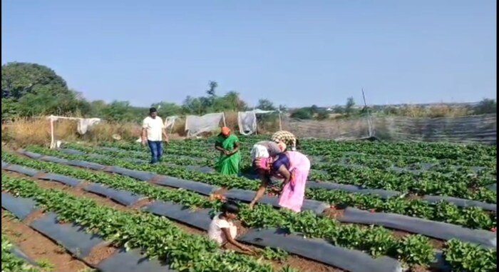 भगत बंधूंनी आपल्या दीड एकर स्ट्रॉबेरीची लागण केली आहे.