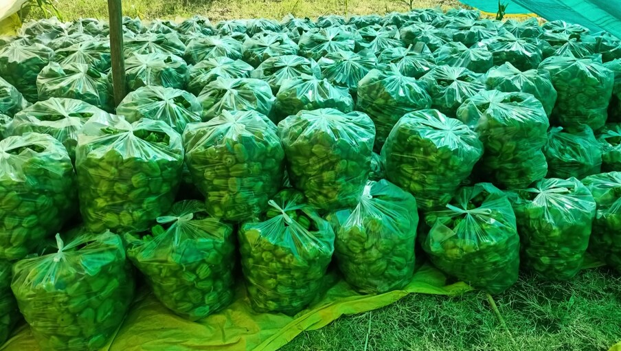 दुष्काळी भागातील शेतकऱ्यानं केलेला हा प्रयोग चांगलाच यशस्वी झाला असून तो इतरांसाठी प्रेरणादायी ठरला आहे. 