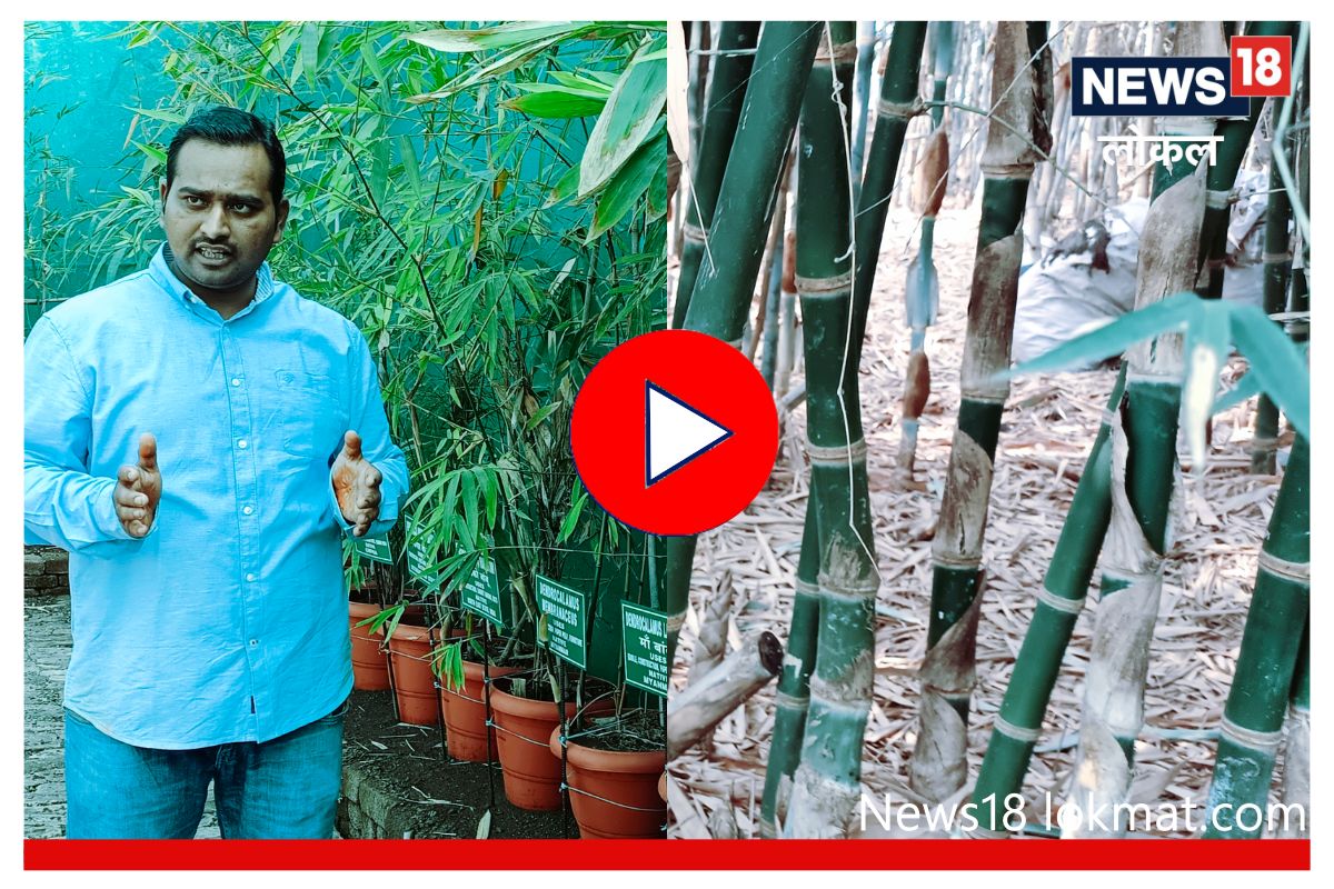 Bamboo Farming : आयटी क्षेत्रातील तरुणानं बांबू शेतीमध्ये केला जागतिक रेकॉर्ड! पाहा Video