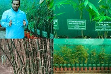 Bamboo Farming : नाशिकच्या तरुणानं कसा केला बांबू शेतीमध्ये रेकॉर्ड, पाहा Photos Bamboo Farming : नाशिकच्या तरुणानं कसा केला बांबू शेतीमध्ये रेकॉर्ड, पाहा Photos