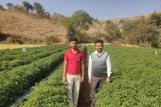 Success Story : खडकाळ जमिनीत बहरली हिरवीगार मिरची, दुष्काळग्रस्त भागातील शेतकरी झाला लखपती!