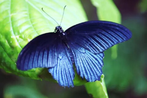 Maharashtra state butterfly : महाराष्ट्राचे अधिकृत फुलपाखरू असलेल्या ब्ल्यू मॉरमॉनबद्दल तुम्हाला किती माहिती आहे?