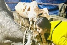 Valentine day 2023 : गायीसोबत करा ‘व्हॅलेंटाईन्स डे’ साजरा, वाचा कसं आहे नियोजन