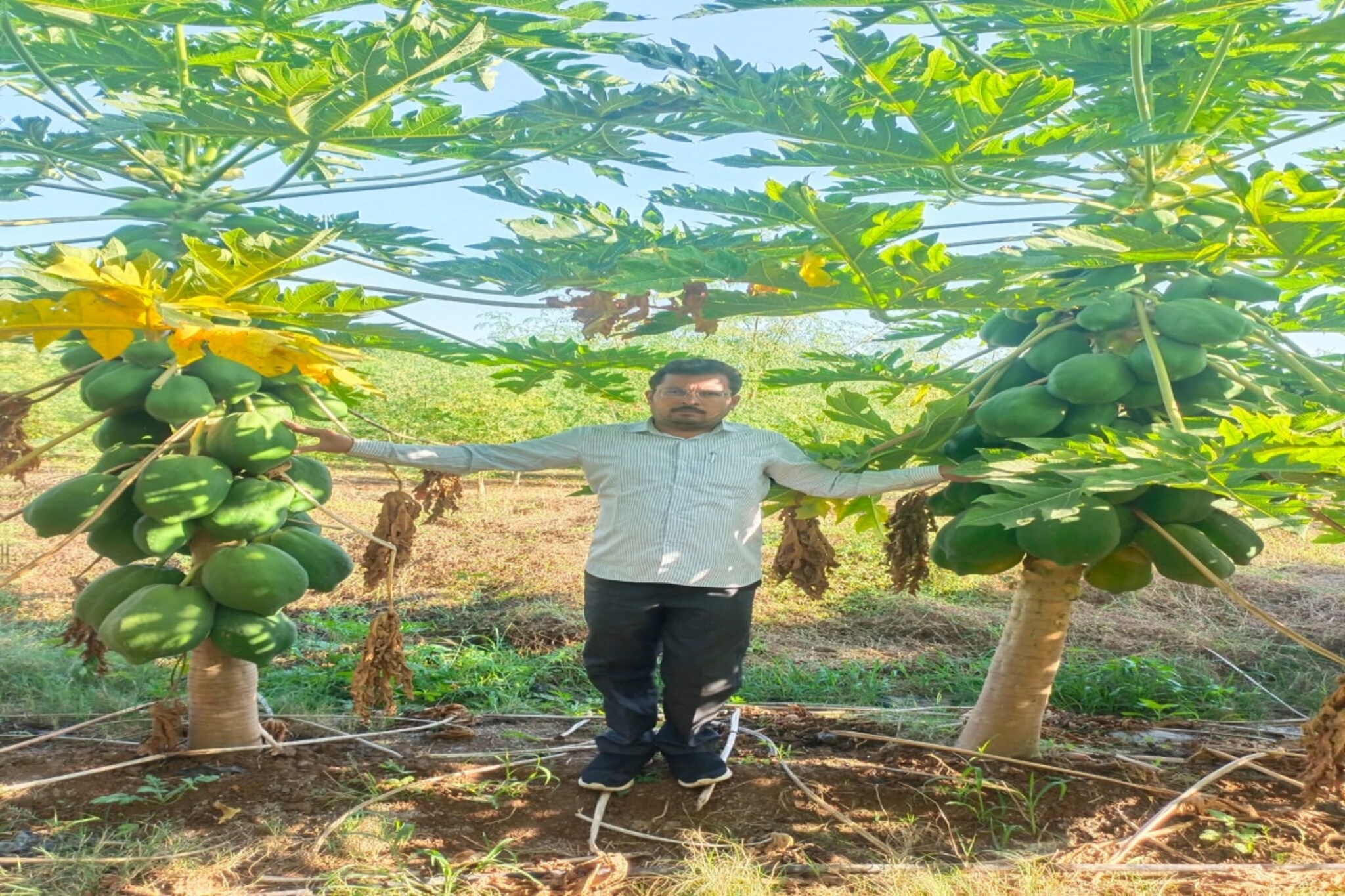 Success Story : पपईच्या शेतीनं वर्षभरात बदललं चित्र, शेतकरी झाला लखपती! Photos