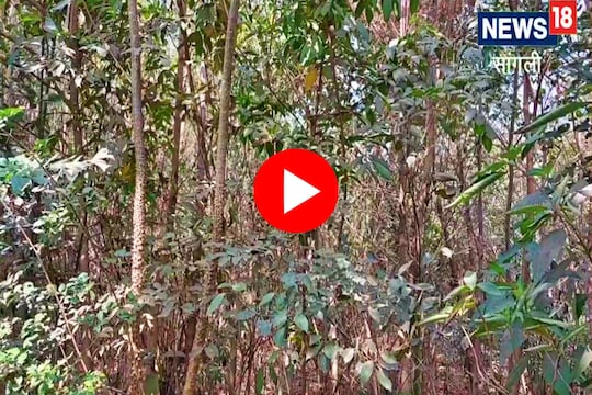 Miyawaki Forest sangli
