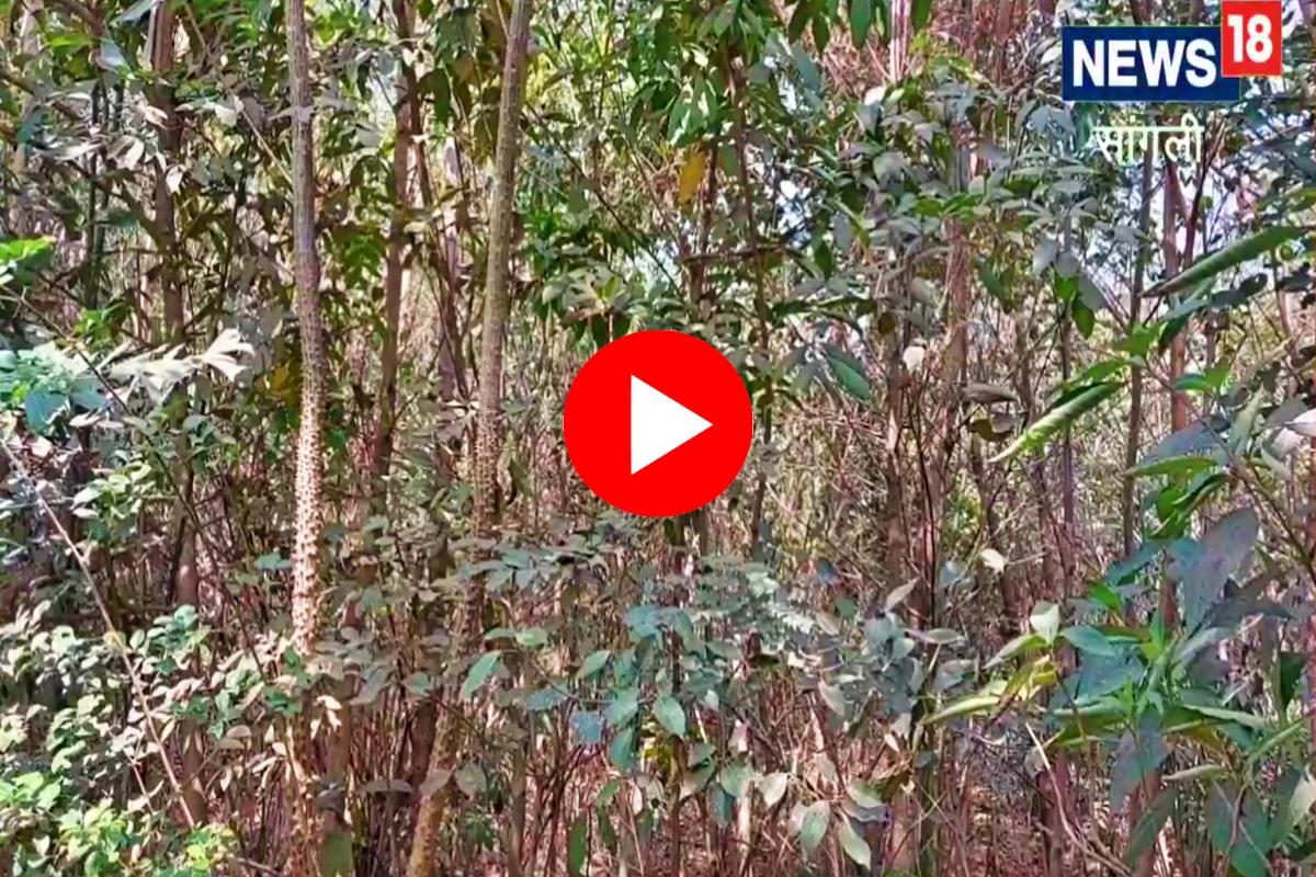 Miyawaki Forest sangli