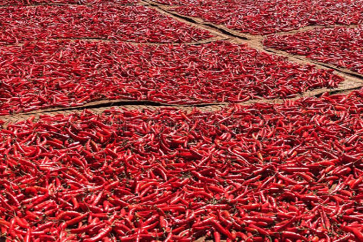 Nagpur News : मिरचीनं शेतकऱ्यांना हसवलं, निर्यात वाढल्यानं आले 'अच्छे दिन'