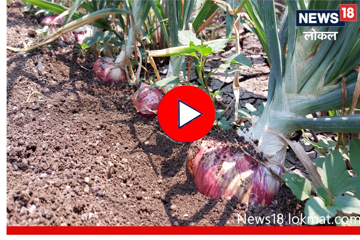 Success Story : अबब! तब्बल पाऊण किलोचा कांदा! विश्वास बसत नसेल तर पाहा Video