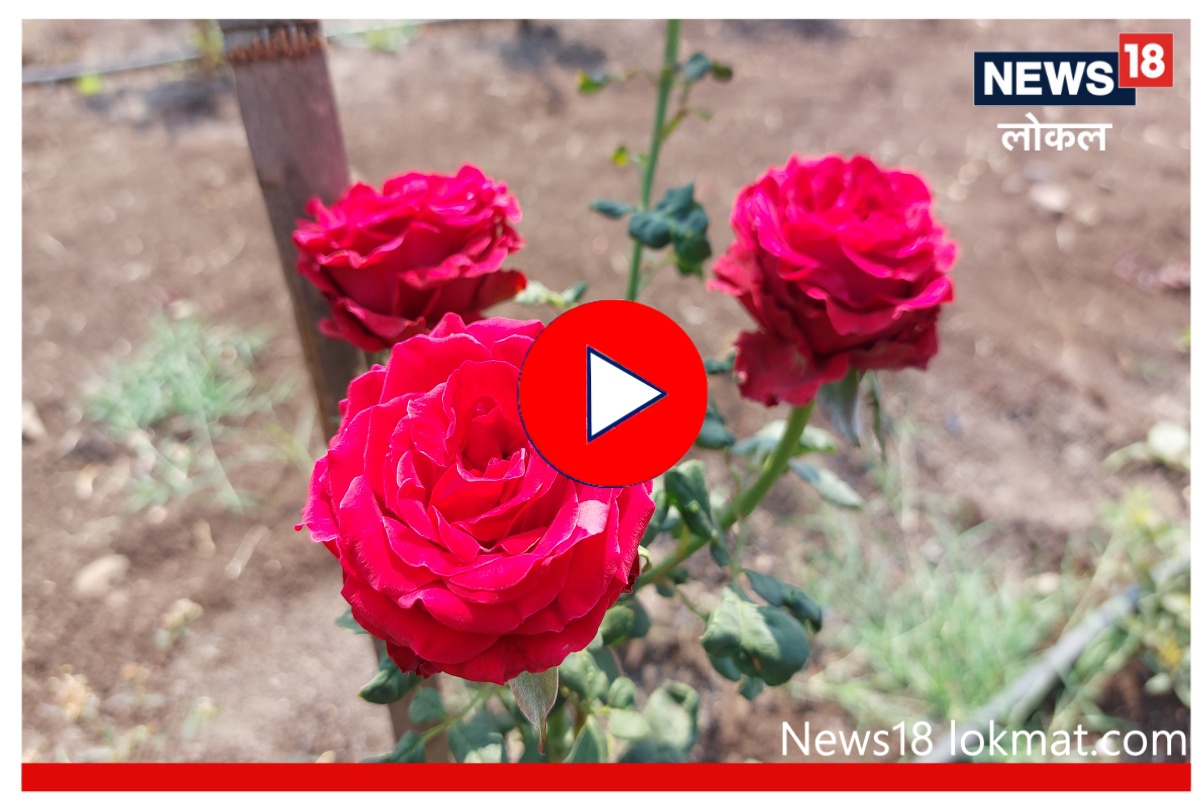 Rose Day 2023: गुलाब उत्पादकांची 'खुलली कळी', Valentine Week मध्ये आले अच्छे दिन, Video