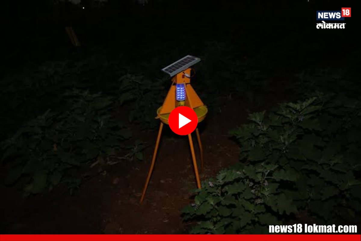 Soler light insect trap