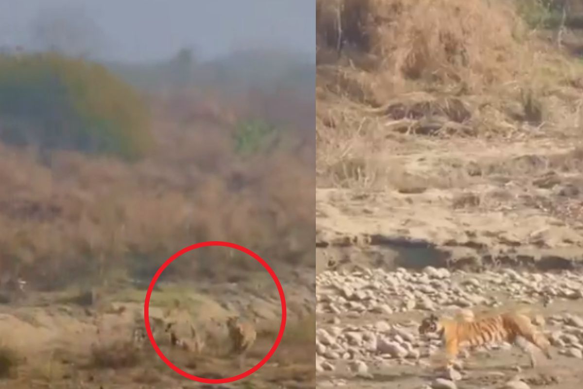 व्हायरल व्हिडीओ