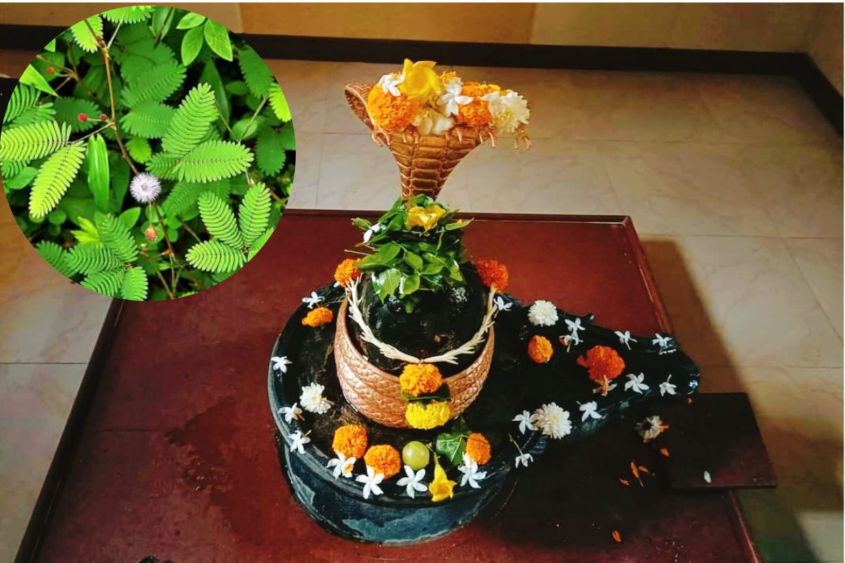 शिवलिंगावर का अर्पण करतात शमीची पाने? जाणून घ्या पौराणिक महत्त्व व फायदे