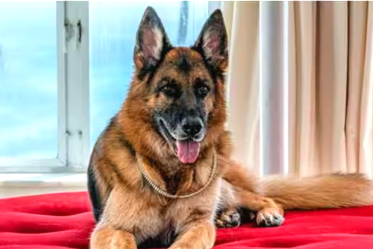 व्हायरल