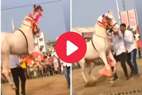व्हायरल व्हिडीओ