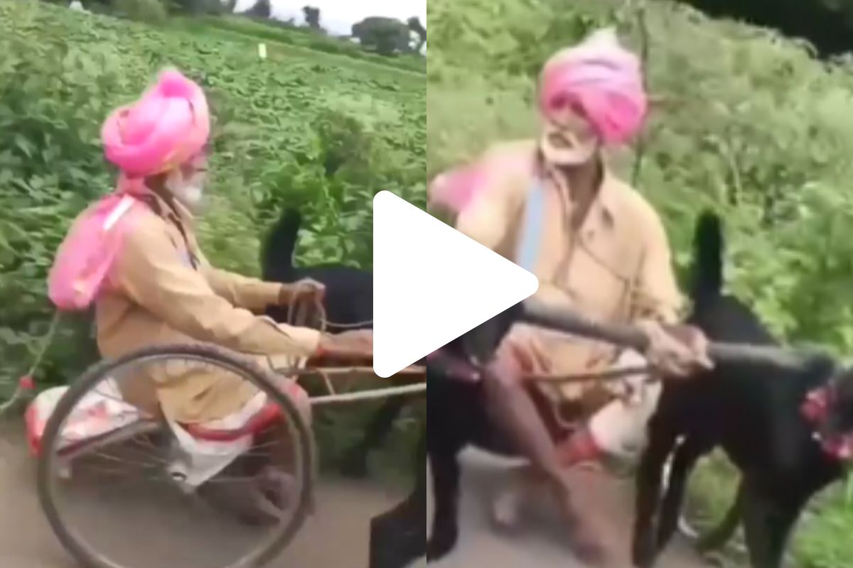 व्हायरल व्हिडीओ