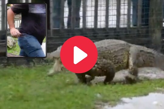 व्हायरल व्हिडीओ