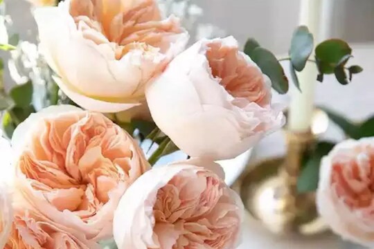 Rose Day 2023