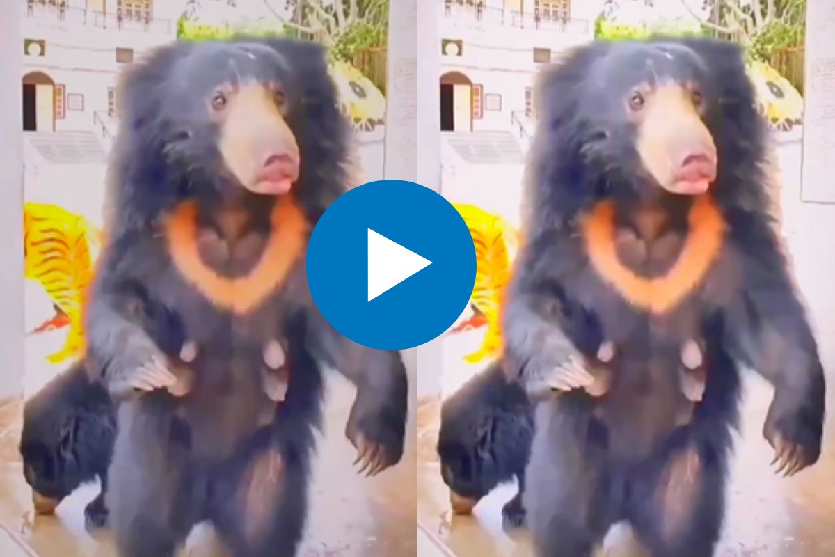 व्हायरल