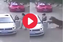 गाडीतून उतरताच महिलेला वाघाने नेलं ओढत, अंगावर काटा आणणारा Video