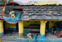 वडील मुलावर इतके संतापले की कुत्र्यालाच केलं संपत्तीचा मालक, नेमकं प्रकरण काय?